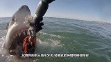 一条鲨鱼搁浅海滩，大爷走了过去，让人意外的画面出现了