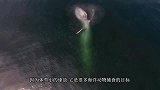 这种动物繁殖能力极强，人类每年吃掉60万吨，但依旧泛滥成灾！