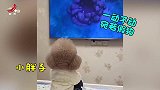 狗狗成精了！熬夜看电视一动不动 戴着眼镜还穿了鞋