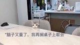 一只趴在桌子上，卖萌的小猫咪，这样真的超可爱