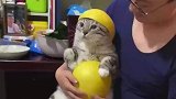 主人用柚子皮给猫咪做贝雷帽，社恐猫咪一动不动