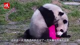 两只小熊猫抢水桶大战，抢输的熊猫表现绝了！承包1年笑点