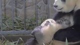 实拍国宝熊猫带娃日常，这位熊猫妈妈的反应也太真实了
