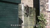 猫咪摔不死？它真的有9条命吗？镜头放慢10倍发现真相