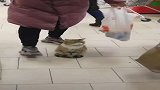 猫咪主人在超市里面，不管怎样都不会动人与动物和谐共处