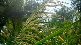 蔚蓝的天空，芦苇摇曳，风动了。
