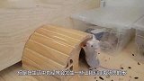 新疆有30万老鼠集体跳崖自杀，这是发生了啥？听听专家怎么说？