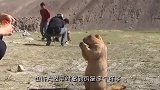土拨鼠乱挖别人后院，主人发现后，它两分钟就不见了影子