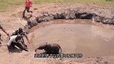 小象被困在泥潭，母象焦急万分，男子为救小象直接跳坑