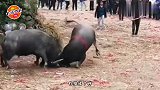 腿短就不要学人家劈叉了，要不然人们以为你是沙雕呢