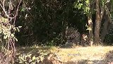 猎豹再厉害，在水里不能逃脱鳄鱼的追捕，再厉害也会有弱点