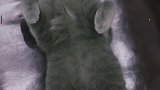 猫：主人我先睡了，等会帮我盖下被子！