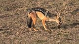 动物世界：鬣狗吃肉遭到胡狼打扰