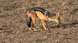 动物世界：鬣狗吃肉遭到胡狼打扰