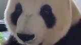 大熊猫吃竹笋，样子实在是太可爱了，真的这么好吃吗