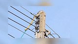 3米长蟒蛇爬电线杆与人类拔河两小时