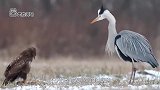 猎鹰和丹顶鹤抢食物，惹怒丹顶鹤将其踢飞，看着好过瘾