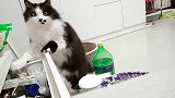 狸花猫：这么晚偷吃都被你发现了，你搁那蹲的吧