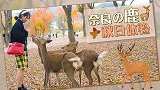 奈良の鹿秋日体验！慢逛奈良，佛性旅游