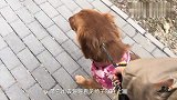 这金毛是服从力强还是傻？让它定住主人走没了也无动于衷～