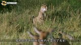 猎豹挑衅野猪，本想吃“猪肉”开荤，怎料野猪使出了绝招