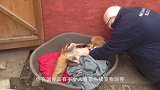 一只“猛兽”闯入男子家中，看清后却不淡定了，狐狸变异了？