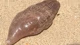 泰国海滩惊现外表似海参的神秘海洋生物