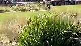 这玩意真蛇来了都秒杀，饲养员怕它受伤拿条假蛇