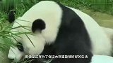 租不到中国大熊猫怎么办印度开挂生产大熊猫，网友山寨货