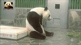 熊猫旦旦跟着节奏挠痒痒，萌的不像话！网友：这恐怕是人扮演的