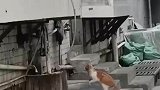 猫咪守在石墩旁，抓捕小老鼠