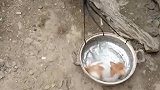 猫：坐了一趟顺风车，就是有点颠簸！