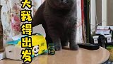 小猫咪今天我得出发了