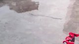 汪汪大队迷惑行为
