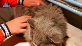 主人给长毛胖公猫洗澡，全程乖巧的像只假猫，洗完后的模样太帅了