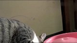 主人用水桶自制人工喷泉，猫咪见了之后，反应太逗了