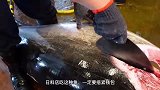 用200g的鲱鱼当诱饵，渔民钓到一条200多斤的大货！