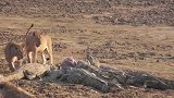 狮子从鳄鱼口中抢走猎物！