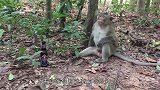 猴子吸烟大家都见过，那你见过大象吸烟吗要不是亲眼所见谁敢信