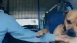 刚从收容所领养的狗狗，一刻也不愿意松开新主人的手