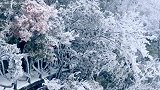 全网就属我这里最凉爽，美丽冻人的雪景张家界
