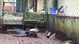 一只乌鸦闯入鸡舍，想要和母鸡干架，结果遇上“战斗鸡”了