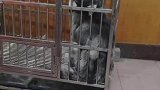 男子在家里实在太无聊，只好买了只二哈来逗逗自己