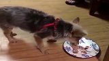 萌宠：狗狗正在吃肉，猫咪突然一巴掌甩过去，狗狗一脸懵逼