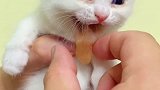 28天的小猫偷吃妈妈的饭，牙还没长齐就想吃肉了！