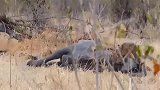 勇猛雄狮独自捕猎小象，真是难得一见