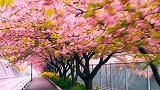 日本神奈川县大浦海岸，樱花盛开，太漂亮了