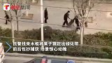河南街头绿化带现果子狸窝，民警前后包抄擒获