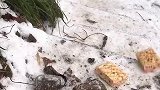 男生展示下雪后的山路有多滑，此乃投食问路