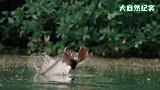 狐蝠接连砸向水面，即使水中有鳄鱼也不停